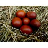 Wheaten Maran Hatching Eggs